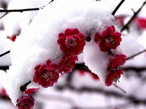 梅花花语是什么，象征意义是什么 - 花卉种植 - 四季盆栽