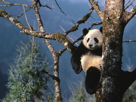 国宝大熊猫以前吃肉，为什么现在却喜欢吃竹子？答案出乎意料_腾讯视频