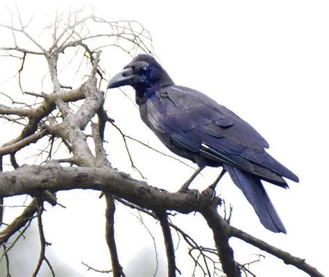 大嘴乌鸦-鼎湖山鸟类-图片
