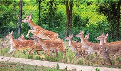 这个9月，一起去徐州九顶山野生动物园！凤凰网江苏_凤凰网