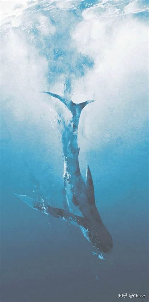鲸落——鲸鱼留给大海最后的温柔 - 知乎
