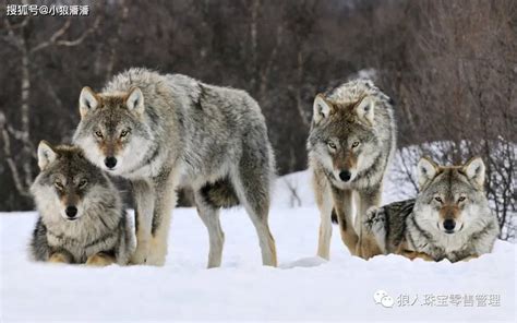 【狼人零售管理】：狼性团队显著的八大特征，看看你的团队符合几条？_狼群