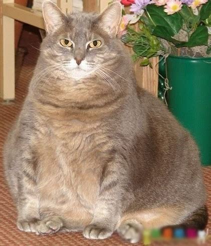 为什么别人养的猫可以长这么胖？！到底吃什么才可以喂成个大胖猫？ - 知乎