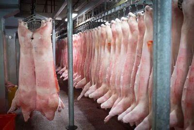 卖一头猪亏七八百元-2021猪肉价格为什么下跌 - 见闻坊