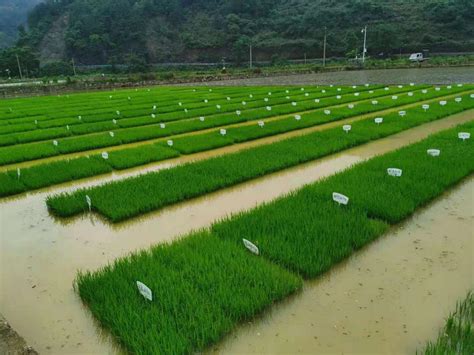 一线报道：水稻种植机械化新技术项目试验田长势喜人 - 苏州久富农业机械有限公司