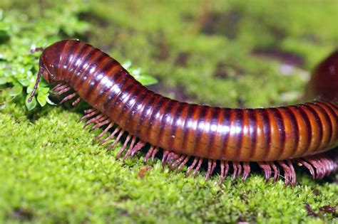 盘点远古各物种最大的十种生物 远古蜈蚣虫比人长！|盘点|远古-探索发现-川北在线