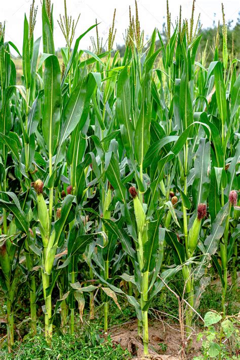 秋天户外田野中成熟的玉米高清摄影大图-千库网