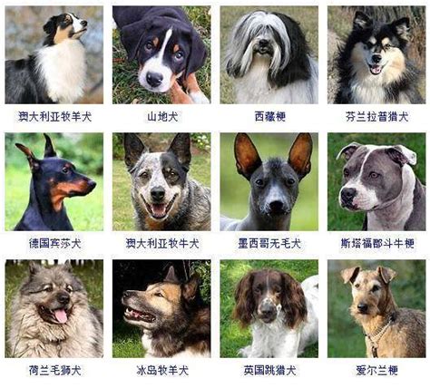 世界十大名犬排行榜图片 世界十大名犬排行榜图片大全加名字 _知识分享