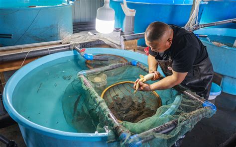 新源县积极孵化培育土著鱼苗 助力渔业高质量发展
