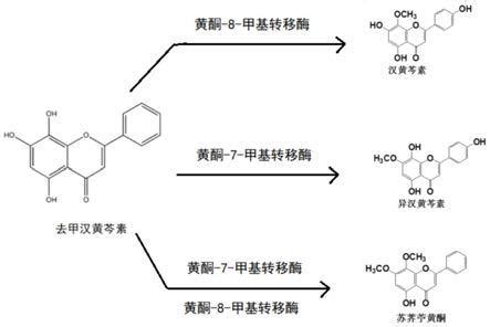 黄酮-O-甲基转移酶及其在汉黄芩素、异汉黄芩素和苏荠苧黄酮合成中的应用