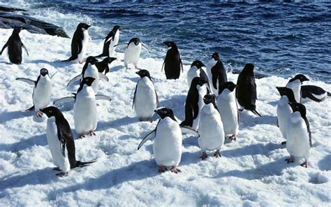 南极梦寻（24）企鹅究竟有多美 - 湘江副刊 - 湖南在线 - 华声在线