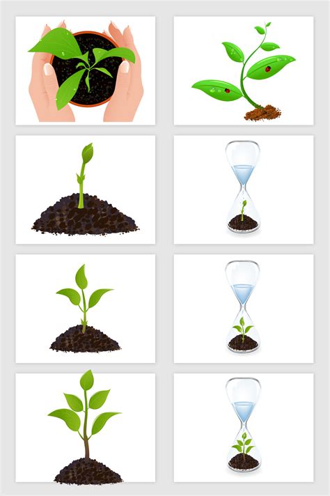 8款矢量植物成长发芽过程模板免费下载 _广告设计图片设计素材_【包图网】