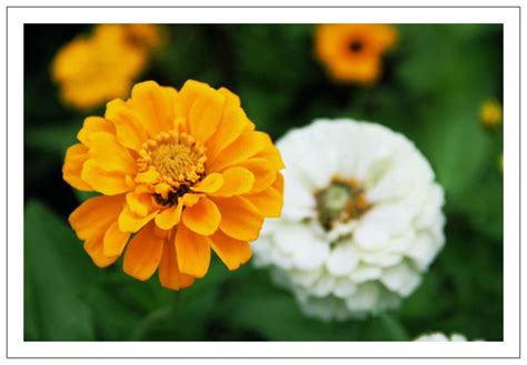 每周一花：百日菊--陕西省西安植物园 陕西省植物研究所