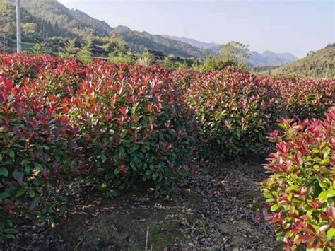 红叶石楠繁殖技术-种植技术-中国花木网