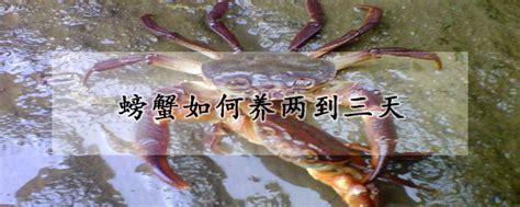 怎么养螃蟹 怎样给螃蟹喂食？掌握要领，螃蟹好养活 | 说明书网