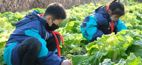 管城区南曹小学学生在“耕乐园”劳动教育实践基地体验 - 图片 - 郑州教育信息网