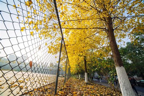 秋天的武汉理工大学校园：五彩斑斓，挺漂亮的（多图）…|摄影_新浪新闻