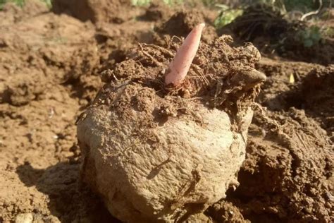 魔芋的种植方法和管理技术 —【发财农业网】