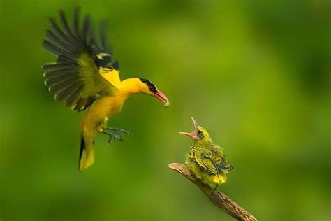 黄鹂鸟寓意和象征意义是什么-百度经验