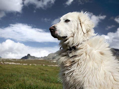 大白熊犬精品美图 大白熊犬图片大全-宠物王