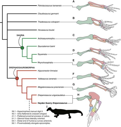 2亿年前变色龙一样的爬行动物“镰龙”有难以置信的独特前肢----中国科学院南京地质古生物研究所