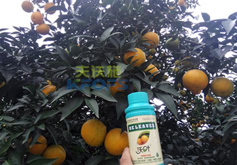 柑橘应该如何施用叶面肥? - 知乎