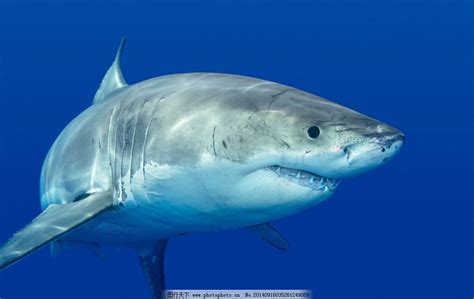 既然对吃人不感兴趣，那鲨鱼为什么要攻击人类？