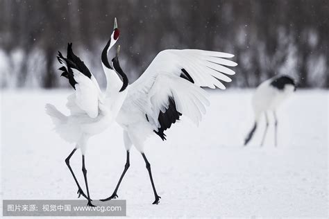 鹤雪图片