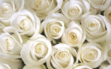 白玫瑰不能随便送人 白玫瑰代表了什么-农百科