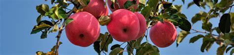 在线留言-苹果-水果采摘园-水果采摘-水果罐头-水果深加工-清原抚红水果种植专业合作社