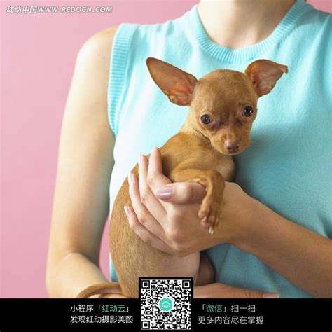 抱着一只黄色小狗的女人上半身图片免费下载_红动中国