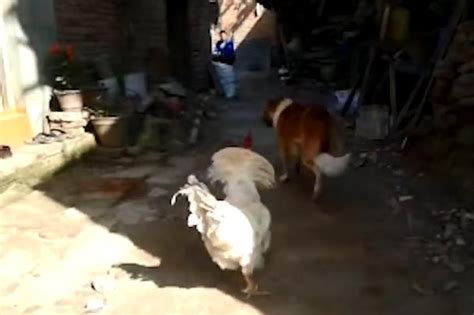 农村的狗狗被大公鸡偷袭，当场怂破胆儿吓得四处乱窜