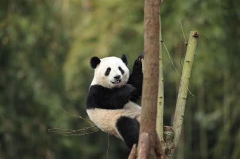 2024成都大熊猫繁育研究基地-旅游攻略-门票-地址-问答-游记点评，成都旅游旅游景点推荐-去哪儿攻略