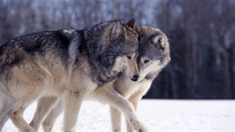请问西伯利亚大尾巴狼是什么梗？西伯利亚大尾巴狼图片表情包「一定记住」 - 综合百科 - 绿润百科