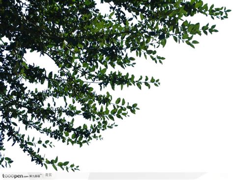 限资源商业经济巨大的树木根,试图个小的植物盆栽中获得养分,个三维插图元素的稀缺隐喻高清图片下载-正版图片300851380-摄图网