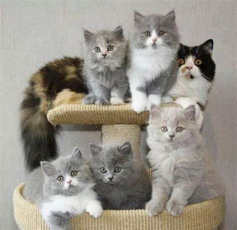 一群超可爱的小猫咪，太治愈了！