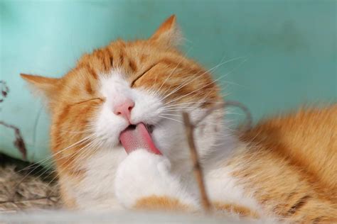 可爱橘猫动物萌宠壁纸_超高清桌面壁纸图片_壁纸社