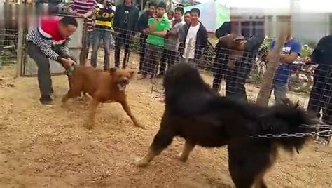 藏獒和比特犬打架！拉都拉不开_腾讯视频