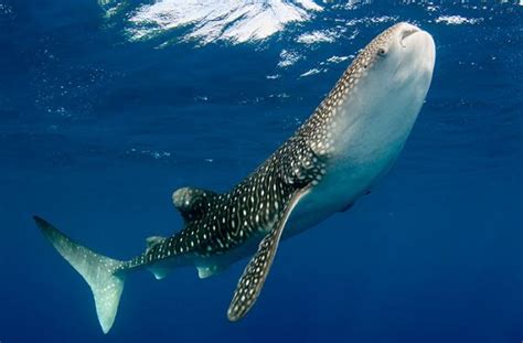 世界上最大的鱼类，鲸鲨（因为鲸鱼不是鱼）— 爱才妹生活