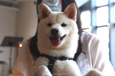 白色柴犬多少钱(白色柴犬多少钱一只)-猫猫狗狗-东江宠物网