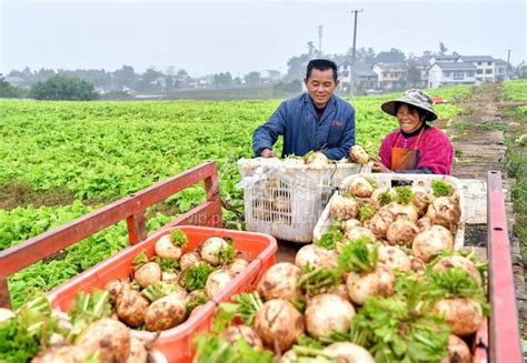 四川广安：保障市民“菜篮子” 鼓起村民“钱袋子”-人民图片网