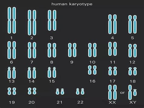 人类染色体_人类染色体数目_微信公众号文章