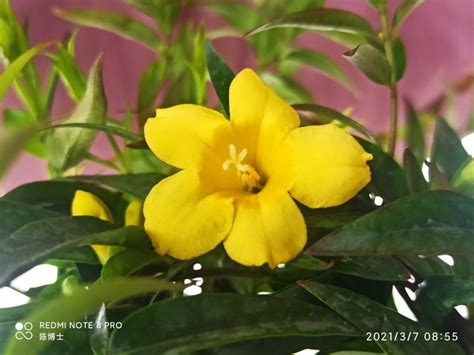 有一种有毒的花叫什么（美丽的"洋金花"，却是全株有毒的曼陀罗，还有人把它当花卉种植） | 说明书网