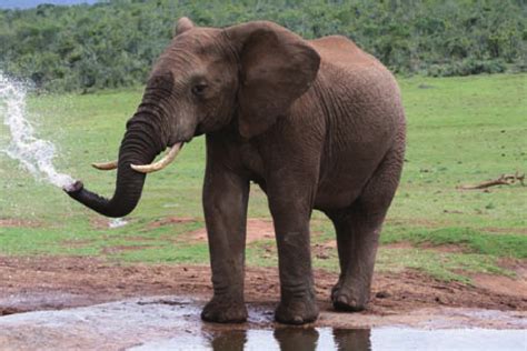 大象鼻子为什么这么长-为什么大象有这么长的鼻子