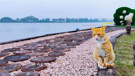 江苏淮安有个神奇的肥猫岛，不仅是猫的世界，更是铲屎官的天堂