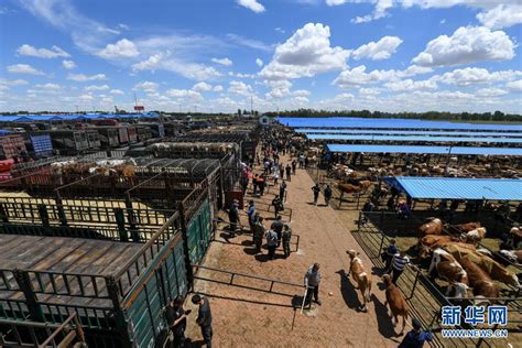 河北肉牛销售市场一年四季牛羊购销两旺_引种指南-小牛犊价格|牛苗价格|张北牛市场|