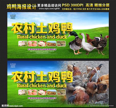 农村土鸡鸭设计图__海报设计_广告设计_设计图库_昵图网nipic.com
