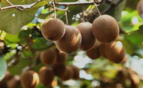 猕猴桃的种植时间和结果时间，怎样种植 - 农敢网