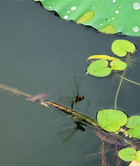 蜻蜓为什么喜欢点水呢？原来为了繁殖后代呀！