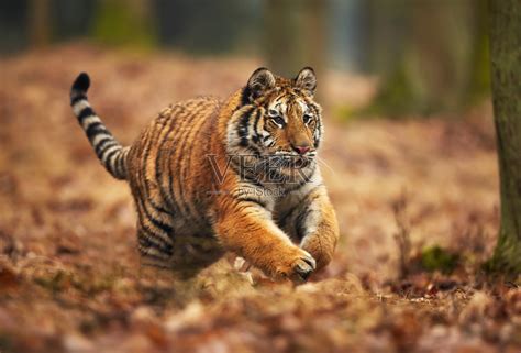 一只东北虎在森林里奔跑。动作野生动物与危险动物场景。西伯利亚虎，阿尔泰卡虎照片摄影图片_ID:314322363-Veer图库
